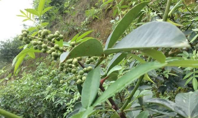 花椒几年结果实？种植花椒的常见问题有哪些？