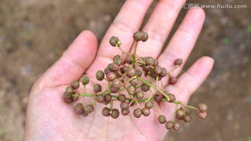 花椒几年结果实？种植花椒的常见问题有哪些？