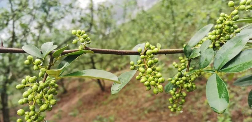 花椒几月份成熟？如何判断花椒的最佳采摘时间？