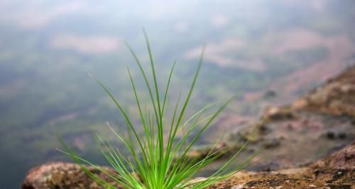 哪些植物代表坚强？如何在家中种植这些植物？