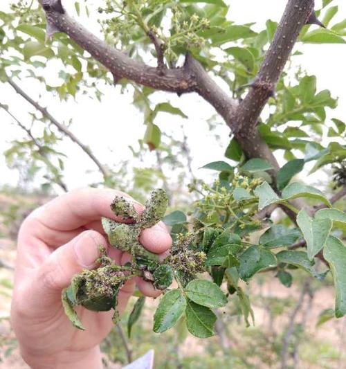 花椒介壳虫用什么药管用？有效防治方法有哪些？