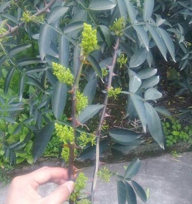 花椒开花吗？花椒开花的样子是怎样的？