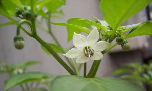 花椒开花吗？花椒开花的样子是怎样的？