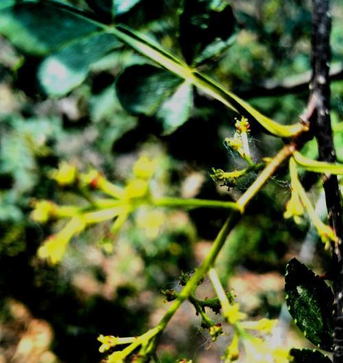 花椒开花吗？花椒开花的样子是怎样的？