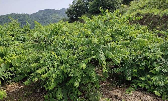 花椒林套种什么作物收益高？套种技巧有哪些？