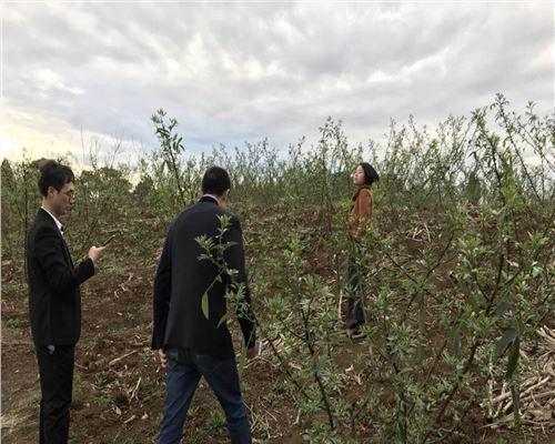 花椒林套种什么作物收益高？套种技巧有哪些？