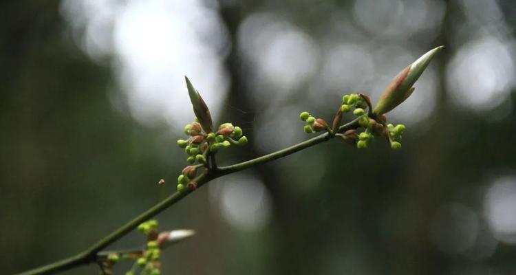 惊蛰时节代表植物有哪些？它们各自有什么特点？