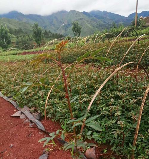 花椒的最佳种植时间是什么时候？如何确保种植成功？