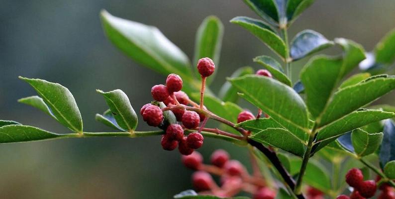 花椒是什么植物？它有哪些独特用途和功效？