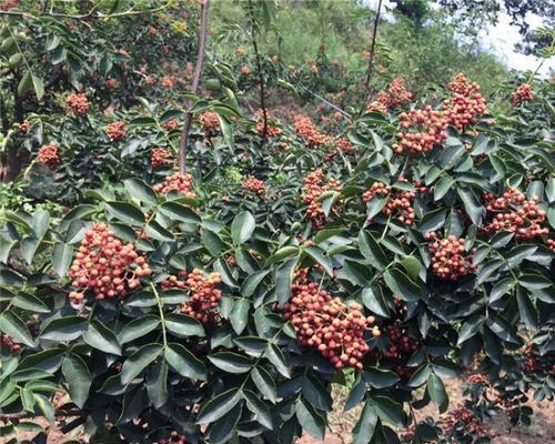 花椒适合什么土壤种植？如何选择最佳种植地？