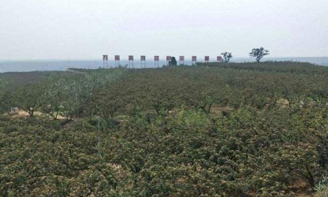 花椒适合什么土壤种植？如何选择最佳种植地？