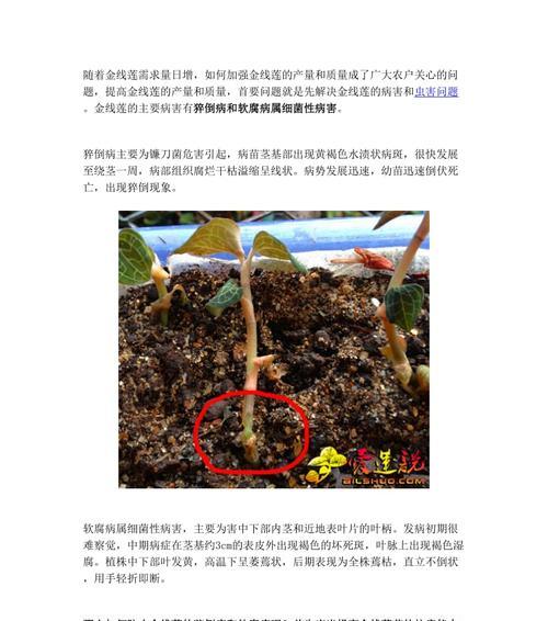 花椒树病虫害怎么防治？防治技术与方法措施有哪些？