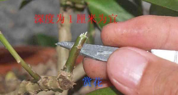 花椒树什么时候嫁接最好？嫁接方法有哪些？