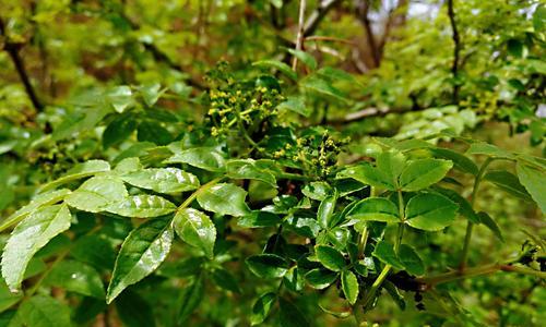 花椒树适合什么地方种植？如何选择最佳种植环境？