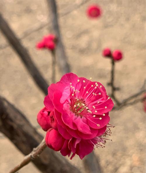 代表四季性的花有哪些？如何在不同季节选择合适的花卉？