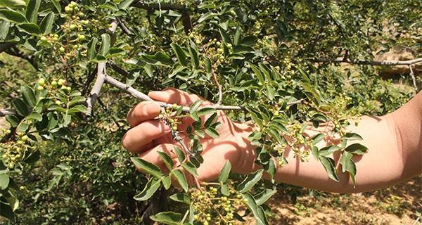 花椒树喜欢阳光吗？种植花椒树时需要注意什么？