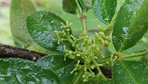 花椒树喜阴还是喜阳？种植环境如何选择？