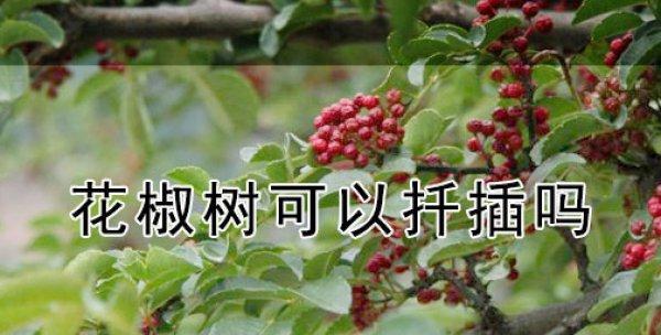 花椒树修剪方法有哪些？如何正确修剪花椒树？