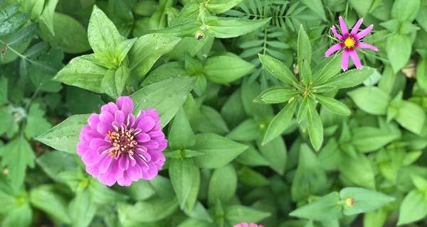 夏天有哪些植物代表夏天？它们的特性是什么？