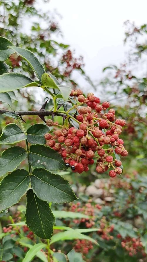 花椒树种植条件适合什么地方种植？如何选择最佳种植地点？