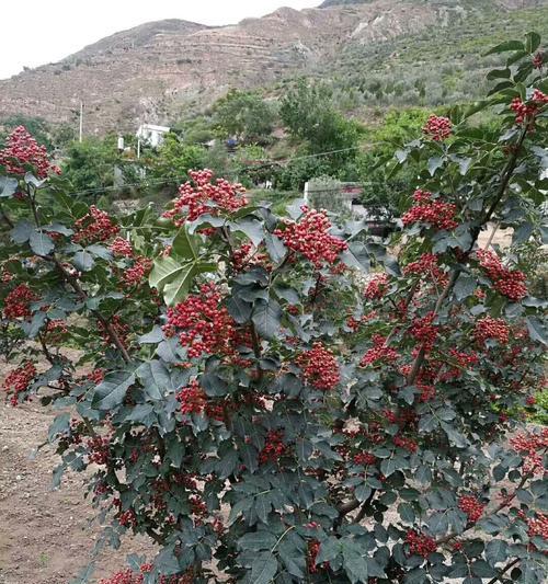 花椒树种植条件适合什么地方种植？如何选择最佳种植地点？