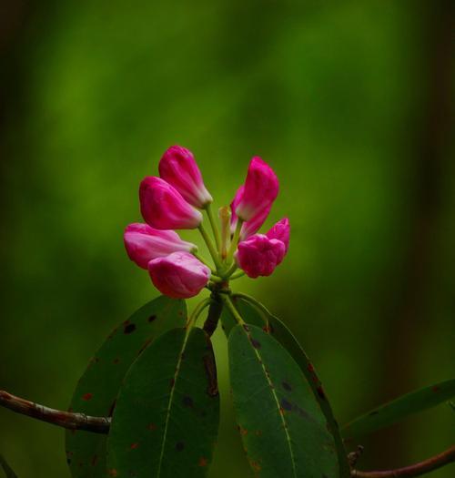 哪种花象征虚伪？代表虚伪的花语是什么？