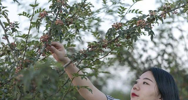 花椒种植时应该选择阴凉还是阳光充足的地方？