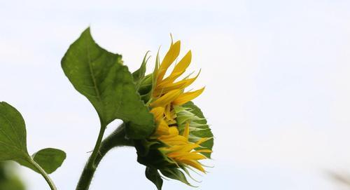 什么花象征阳光积极坚强？如何养护这些花朵？