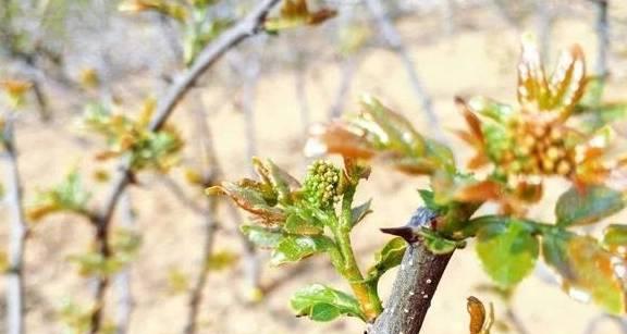 花椒芽接的最佳时间是什么时候？有哪些技术方法可以提高成功率？