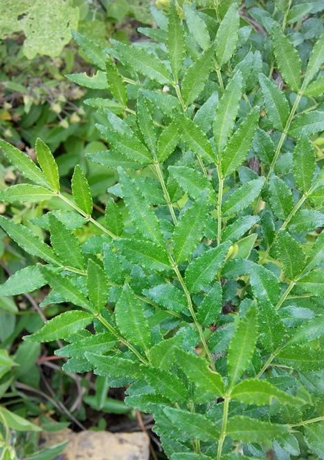 花椒叶有哪些神奇功效？如何正确食用花椒叶？