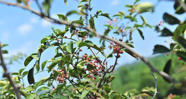 花椒原产地在哪里？如何辨别正宗花椒？