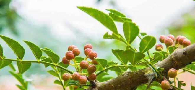 花椒繁殖方法有哪些？繁殖过程中应注意哪些问题？