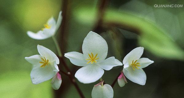 代表自由的植物有哪些？它们各自象征着什么？