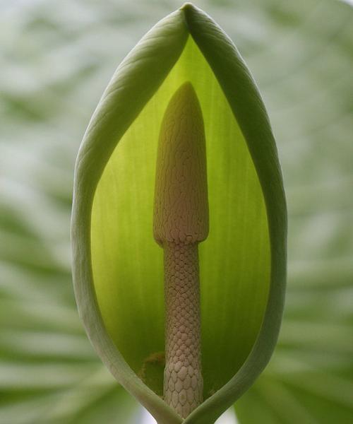 滴水观音开花好吗？其风水寓意是什么？