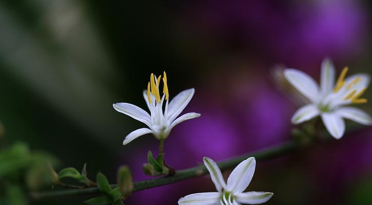 吊兰开花有什么含义？吊兰开花是否常见？