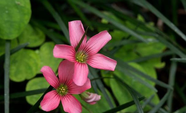 花菱草是多年生植物吗？如何正确养护？