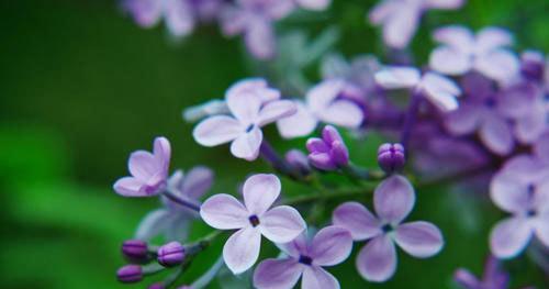 丁香花的花语含义是什么？如何解读丁香花的象征意义？