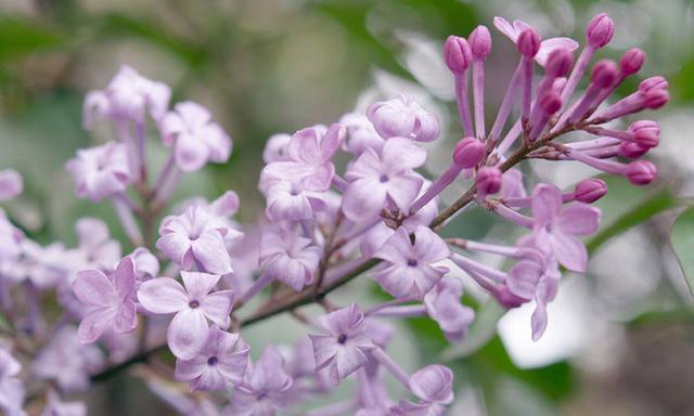 丁香花语代表什么意思？如何理解丁香的花语含义？