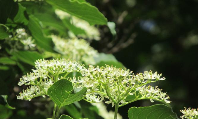 花毛茛好养吗？养殖方法和养护要点是什么？