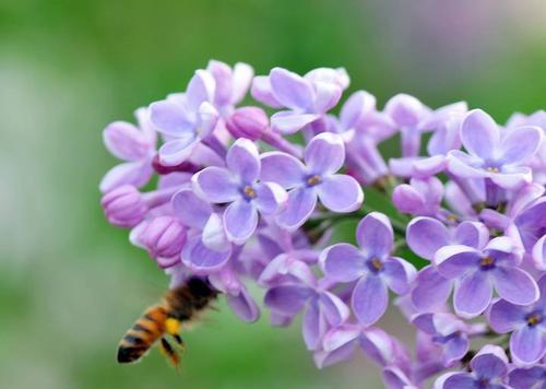 丁香花语代表什么意思？如何理解丁香的花语含义？