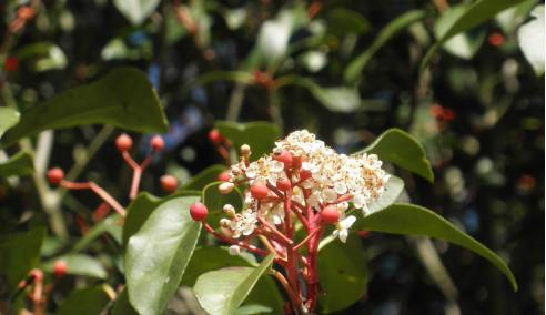 冬青开花好吗？冬青开花的风水寓意是什么？