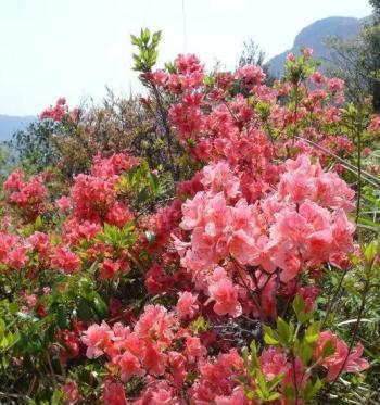 杜鹃花的花语是什么？如何正确解读杜鹃花的含义？