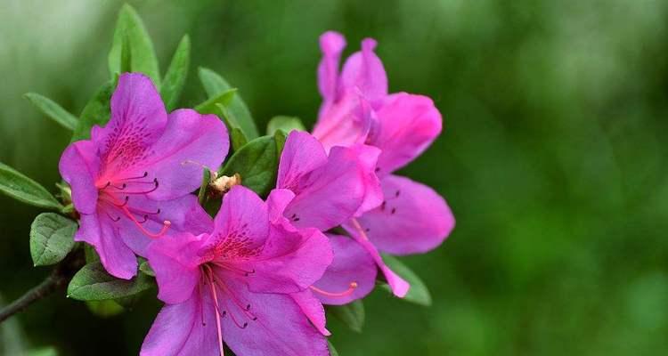 杜鹃花的花语是什么？如何正确解读杜鹃花的含义？