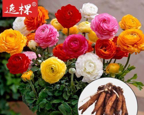 花毛茛种球保存方法是什么？如何确保来年花开？