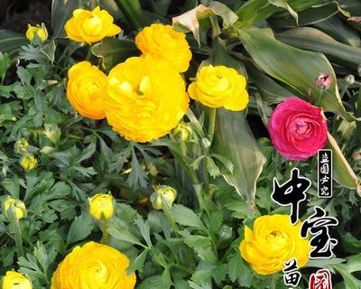 花毛茛种球保存方法是什么？如何确保来年花开？