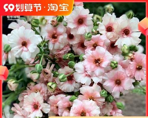 花毛茛种子种植方法是什么？如何确保高成活率？