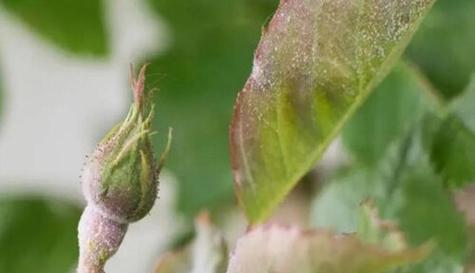 花木病虫害防治技术有哪些？如何有效实施防治措施？