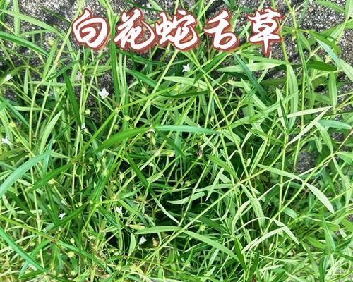 花蛇舌草的功效与作用是什么？如何正确使用花蛇舌草？