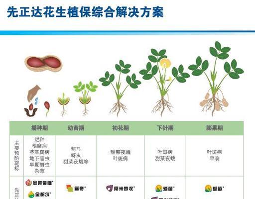 花生病毒病有哪些症状？如何有效防治？