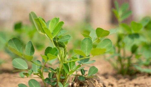 花生豆发芽后食用安全吗？发芽花生豆的处理方法是什么？